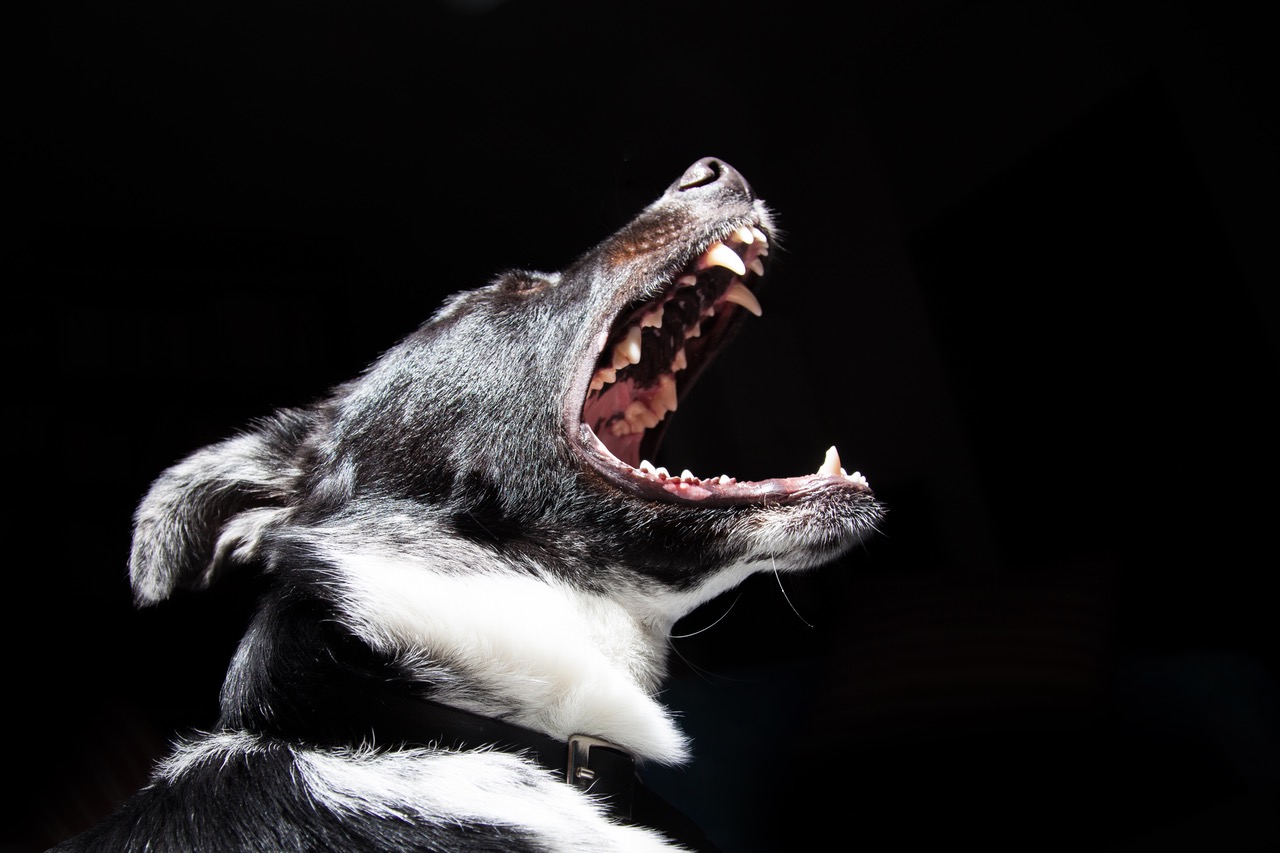 Types of Damages in a Dog Attack Case Dog Bite Lawyer